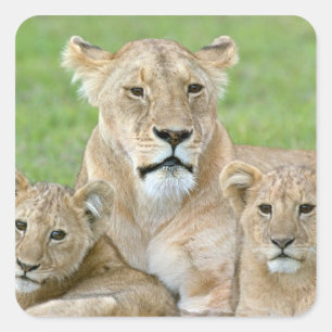 Adesivo Quadrado Leoa e dois Cubs, East Africa, Tanzânia,