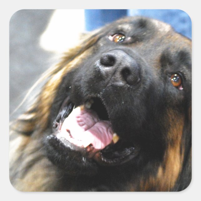 Adesivo Quadrado Leonberger Stickers (Frente)