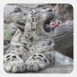 Adesivo Quadrado Leopardo de neve de bocejo Cub