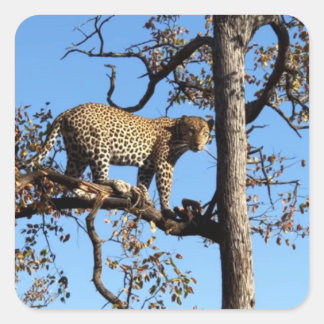 Adesivo Quadrado Leopardo em árvore na África