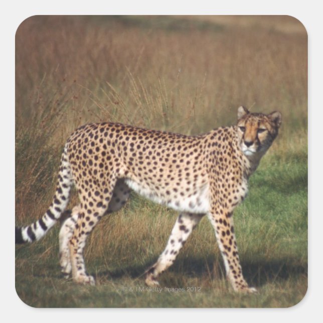 Adesivo Quadrado Leopardo em planície (Frente)