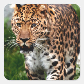 Adesivo Quadrado Leopardo na Prowl Legal Animal Design