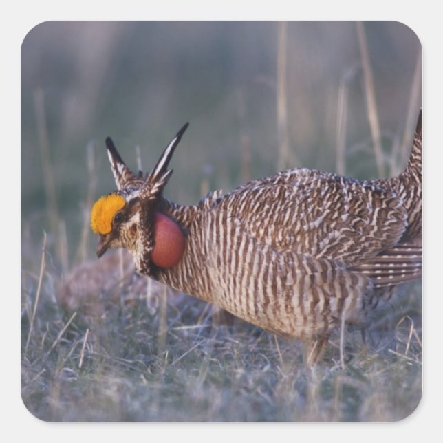 Adesivo Quadrado Lesser Prairie-Chicken, Tympanuchus (Frente)