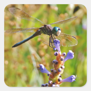 Adesivo Quadrado Libélula da flor da lavanda