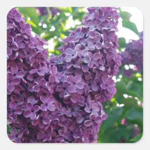 Adesivo Quadrado Lilacs roxos bonito