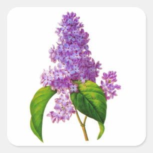 Adesivo Quadrado Lilacs roxos por Pierre-Joseph Redoute