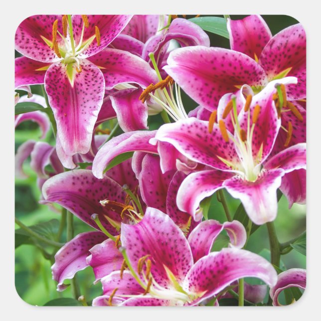 Adesivo Quadrado Lilases Stargazer (Frente)