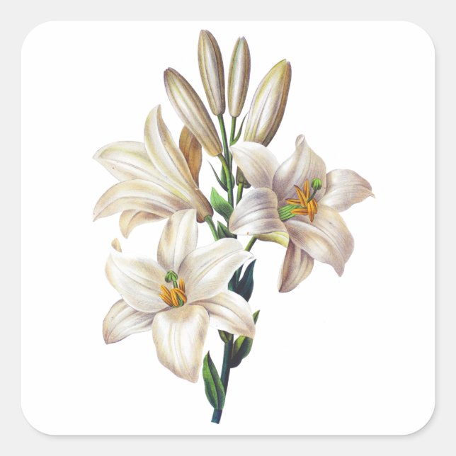 Adesivo Quadrado Lilium Candidum ou Madonna Lily Por Redoute (Frente)