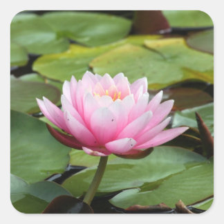 Adesivo Quadrado Lily Sticker