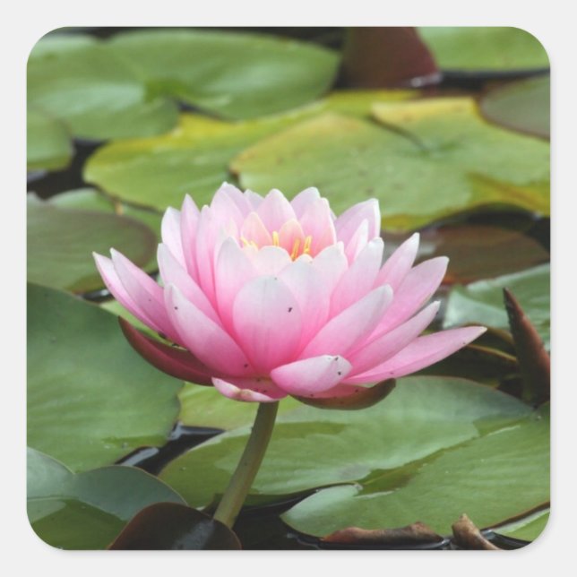 Adesivo Quadrado Lily Sticker (Frente)