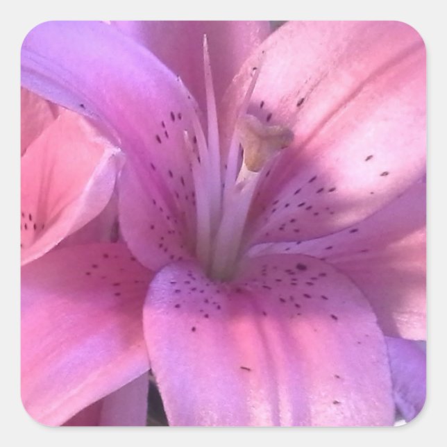 Adesivo Quadrado Lily Sticker Rosa (Frente)