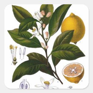 Adesivo Quadrado Lima