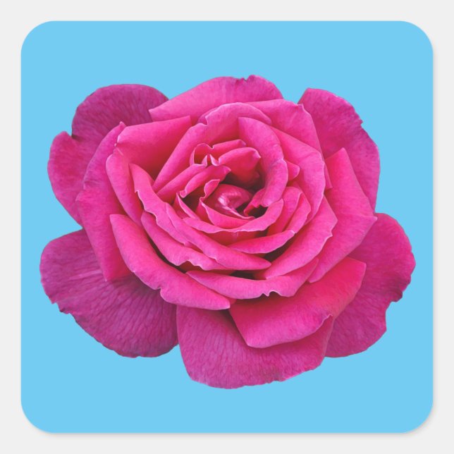 Adesivo Quadrado Linda rosa rosa (Frente)