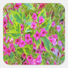 Adesivo Quadrado Linda Weigela Verde com Flores Crimson