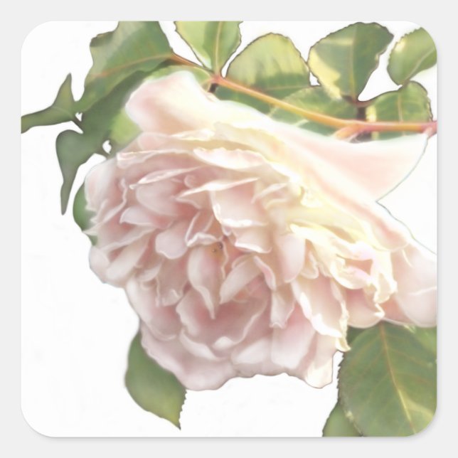Adesivo Quadrado Lindas rosas brancas, azuladas, de marfim rosa (Frente)