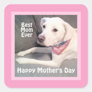 Adesivo Quadrado Lindo Cachorro Mistura de Labrador Branco Rosa Mãe