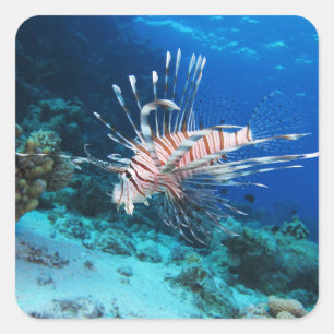 Adesivo Quadrado Lionfish ou Pterois Miles, Peixes de Recife do Oce