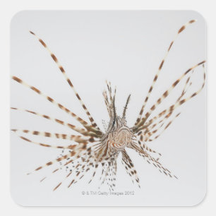 Adesivo Quadrado Lionfish vermelho (volitans do Pterois)