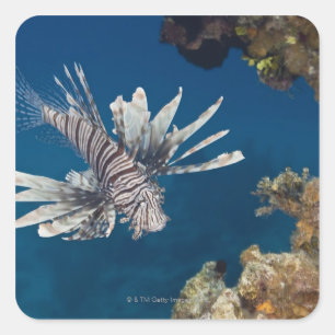 Adesivo Quadrado Lionfish (volitans do Pterois) que nada sobre