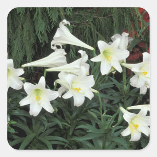 Adesivo Quadrado Lírio-de-páscoa (Lilium regale)