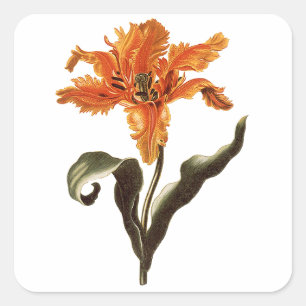 Adesivo Quadrado Lírio Laranja Chique Antigo em Flor, Flores do Jar