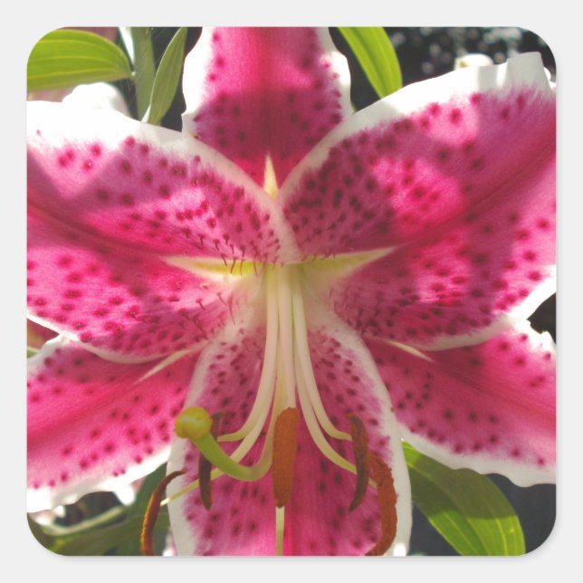 Adesivo Quadrado Lírios cor-de-rosa flores tropicais cor-de-rosa fl (Frente)