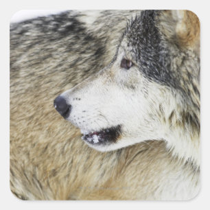 Adesivo Quadrado Lobo
