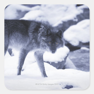 Adesivo Quadrado Lobo