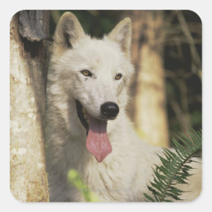 Adesivo Quadrado Lobo ártico na floresta