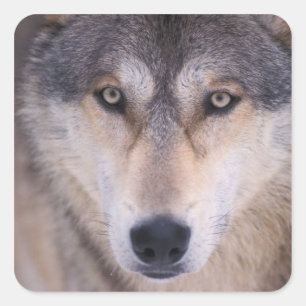 Adesivo Quadrado lobo cinzento, Canis lupus, close-up dos olhos