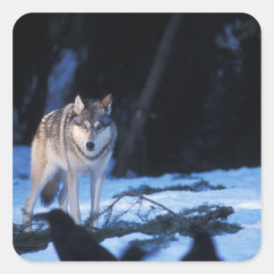 Adesivo Quadrado lobo cinzento, Canis lupus, nos contrafortes