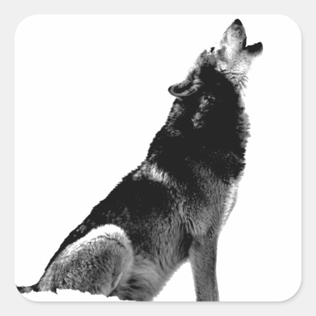 Adesivo Quadrado Lobo-de-Howling Branco-Preto (Frente)
