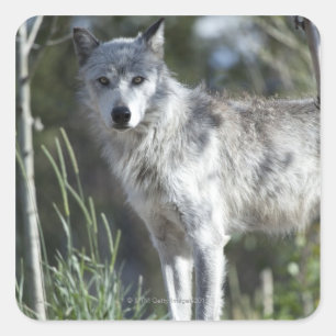 Adesivo Quadrado Lobo em Yellowstone