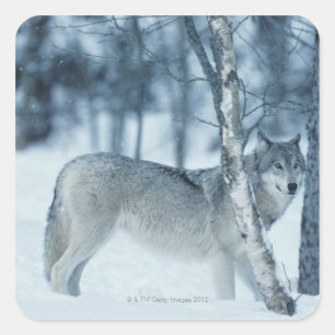 Adesivo Quadrado Lobo (lúpus de Canis) durante o inverno