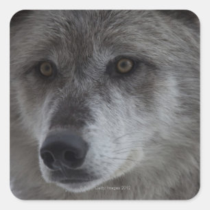 Adesivo Quadrado Lobo (lúpus de Canus) do nacional de Yellowstone