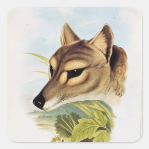 Adesivo Quadrado Lobo ou tigre tasmaniano