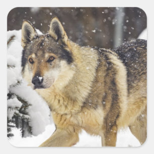 Adesivo Quadrado Lobo Selvagem de Cinzas Bonitas na neve