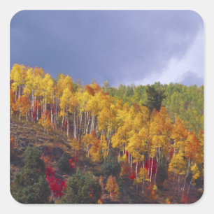 Adesivo Quadrado Logan Canyon em Utah no outono com passagem