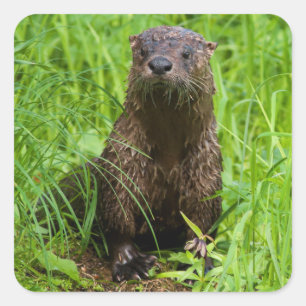 Adesivo Quadrado Lontra de rio inteligente