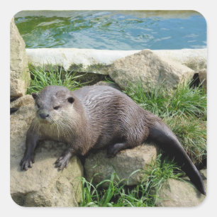 Adesivo Quadrado Lontra pensativa