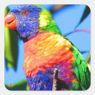 Adesivo Quadrado lorikeet do arco-íris