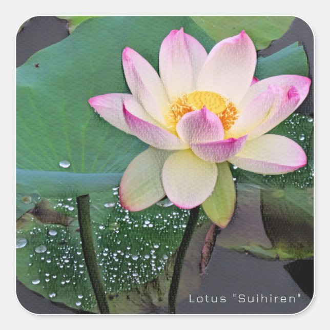 Adesivo Quadrado Lotus "Suihiren" (Frente)