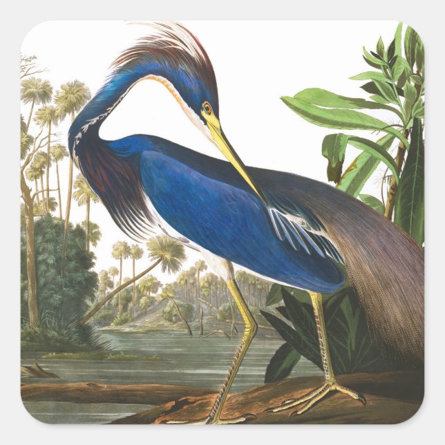 Adesivo Quadrado Louisiana Heron por John James Audubon (Frente)