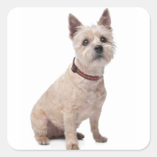 Adesivo Quadrado Love Cairn Terrier Puppy Dog Saudação Stickers