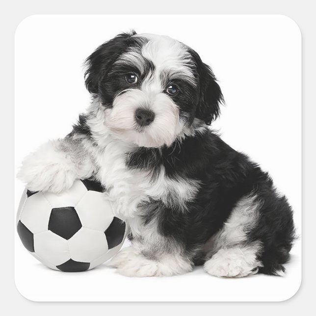 Adesivo Quadrado Love Havanese Puppy Dog Stickers Seal (Frente)