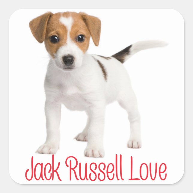 Adesivo Quadrado Love Jack Russell Terrier Puppy Dog (Frente)