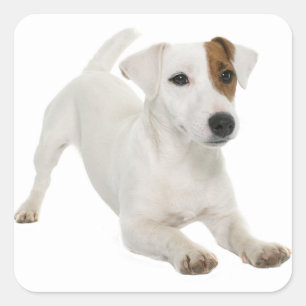 Adesivo Quadrado Love Jack Russell Terrier Puppy Dog White Brown