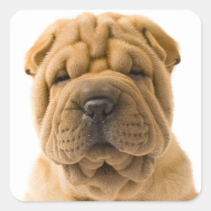 Adesivo Quadrado Love Shar Pei Puppy Dog Sticker / Seals