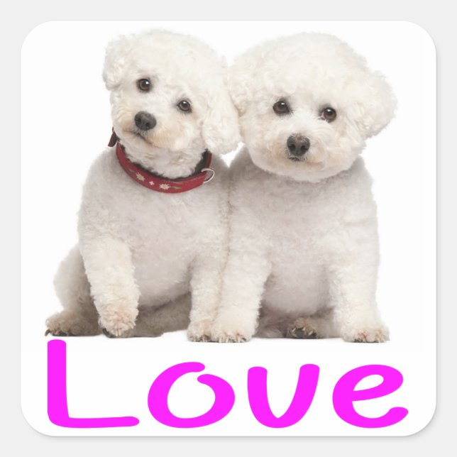 Adesivo Quadrado Love White Bichon Frise Puppy Dog Stickers (Frente)