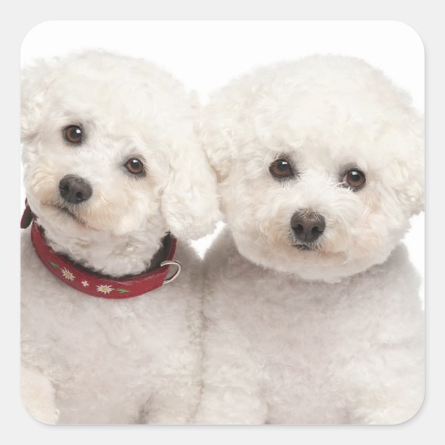 Adesivo Quadrado Love White Bichon Frise Puppy Dog Stickers (Frente)